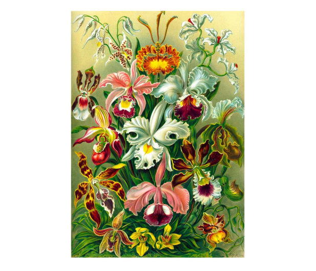 Merch Imagination Puzzle: Ernst Haeckel Orchidea / Orchid 1000 ele - 1275295 - zdjęcie 5